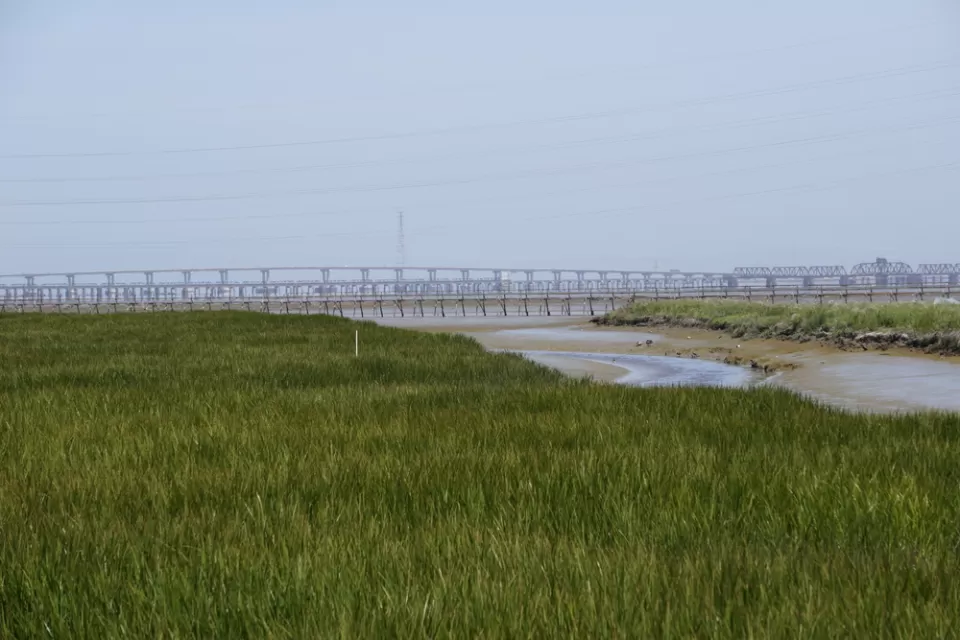 Bay Area Wetlands